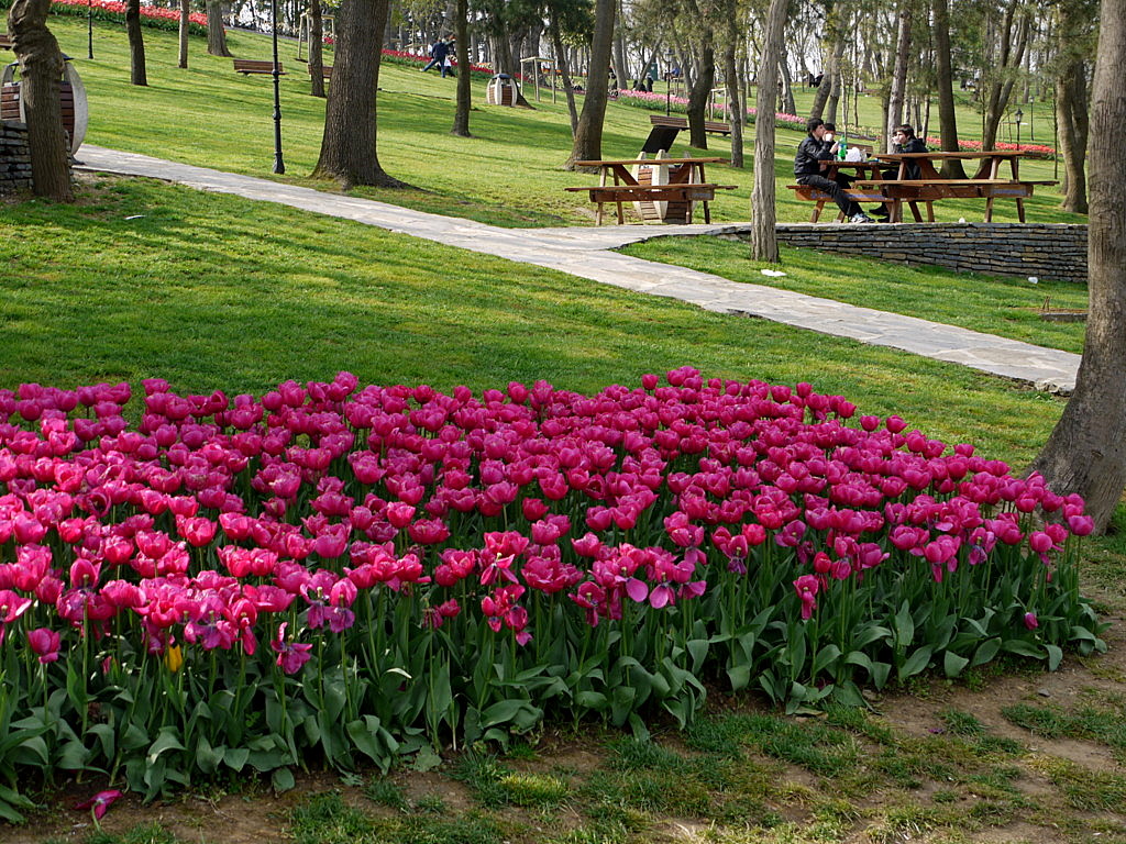 The tulip time in Istanbul